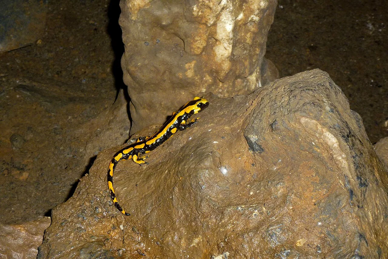 Bilsteinhöhle