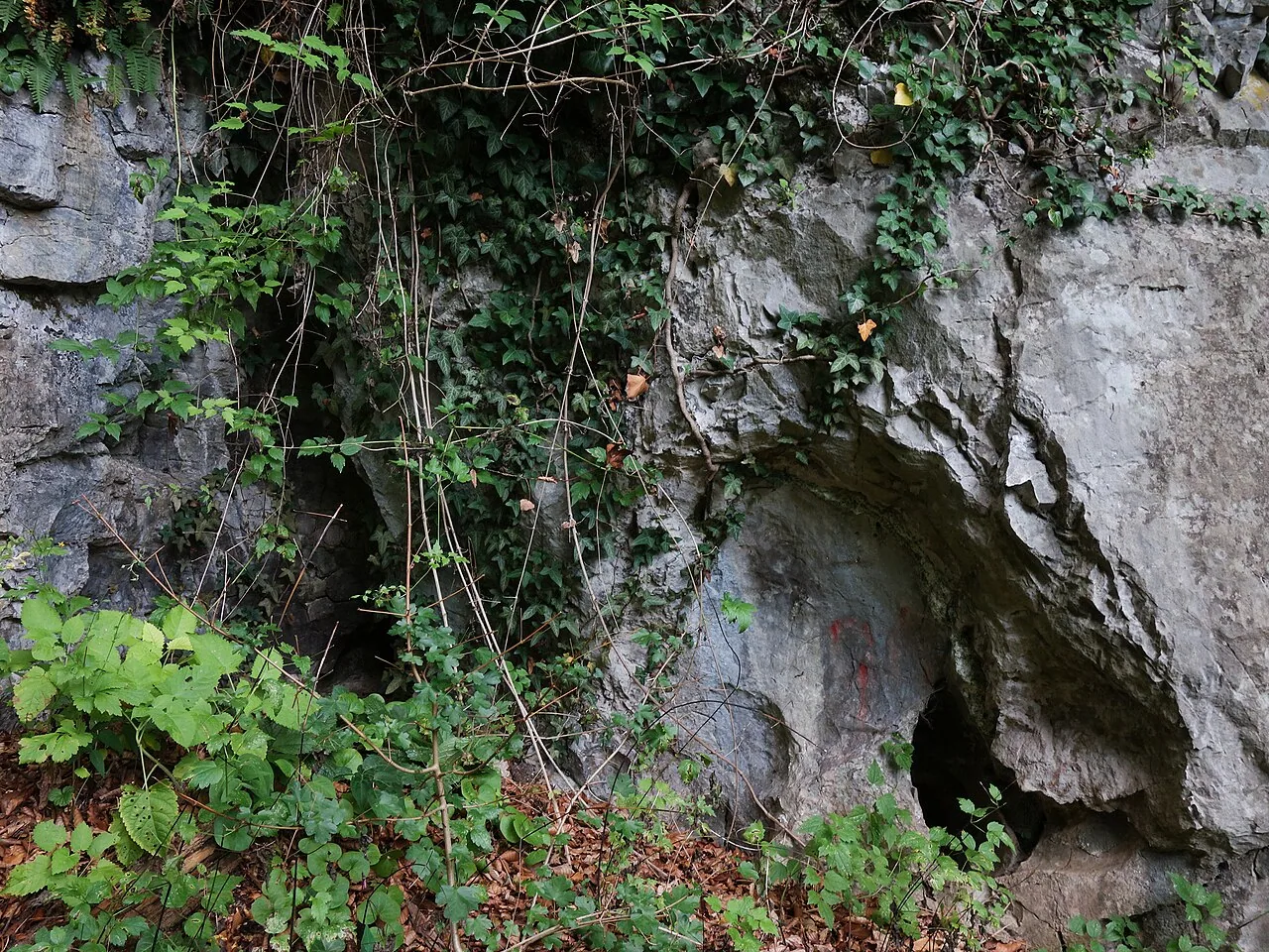 Buchenhöhle